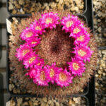 Mammillaria spinosissima