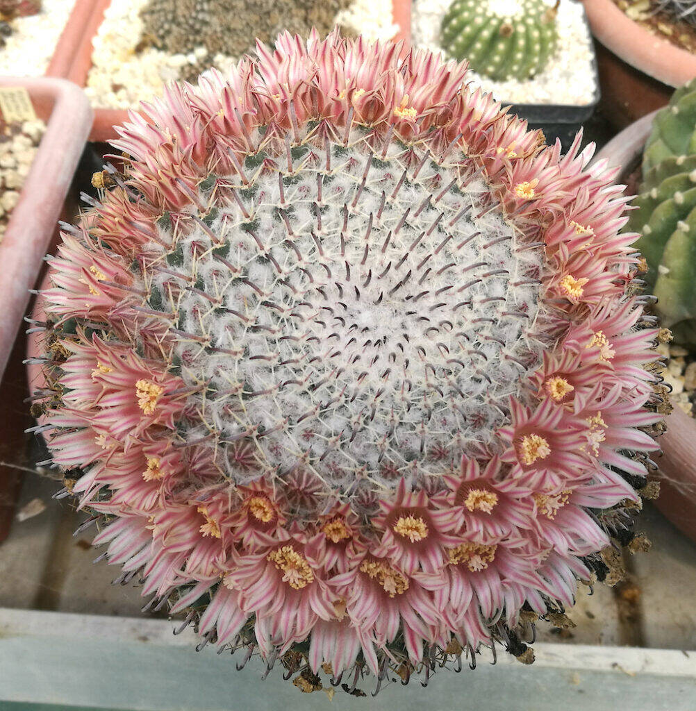 Mammillaria uncinata vecchia