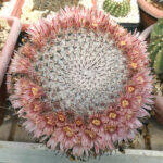 Mammillaria uncinata vecchia