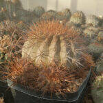 Copiapoa gigantea