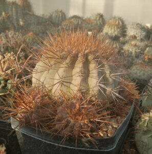 Copiapoa gigantea