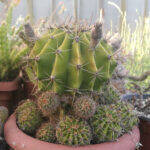 Echinopsis oxygona with pups