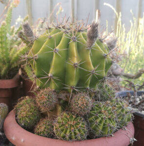 Echinopsis oxygona with pups