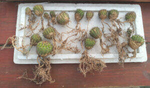 Echinopsis pups ready to be repotted