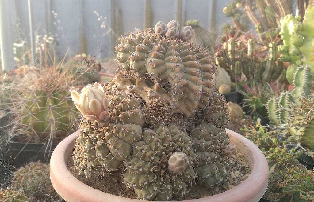 Gymnocalycium quehlianum pollonato