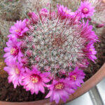 Mammillaria crinita (zeilmanniana)