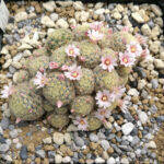 Mammillaria giselae