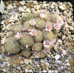 Mammillaria giselae
