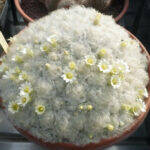 Mammillaria plumosa