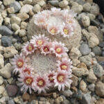 Mammillaria viescensis