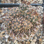 Abnormal pups on Stenocactus