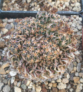 Abnormal pups on Stenocactus
