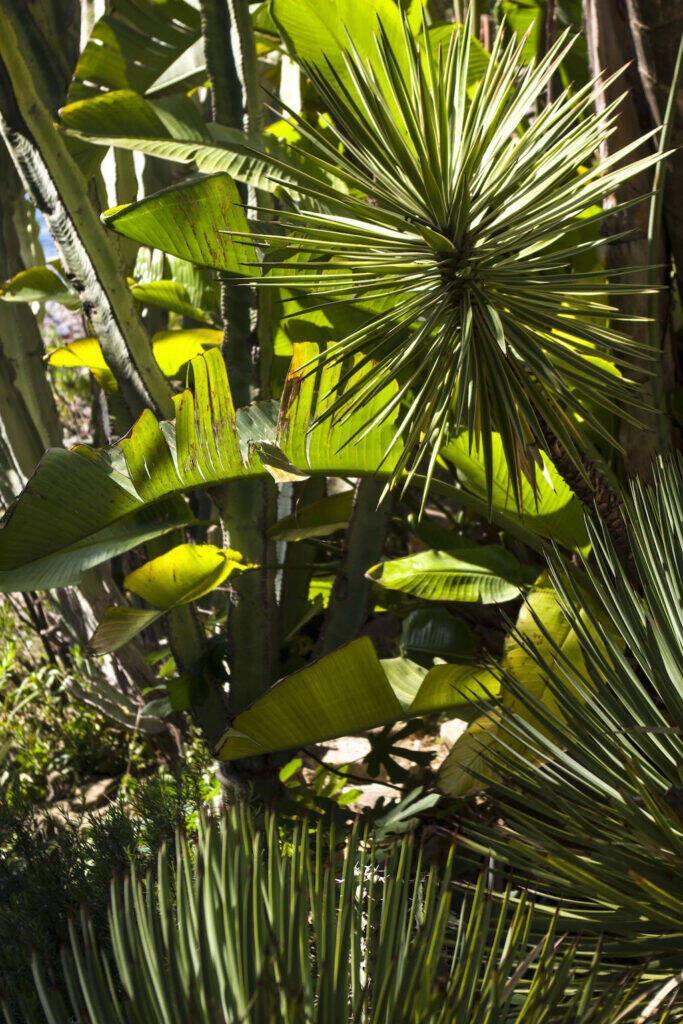 Giardino Esotico Pallanca 2022