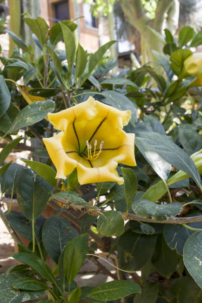 Giardino Esotico Pallanca 2022