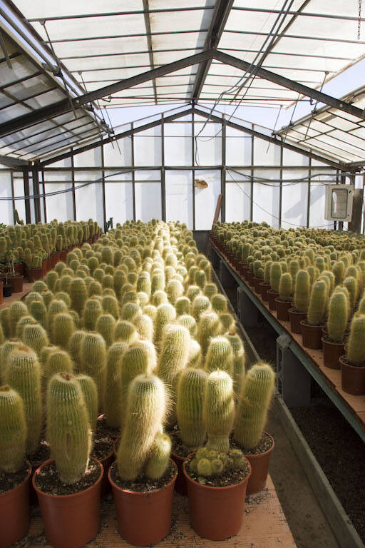 Vivaio Mario Del Panta