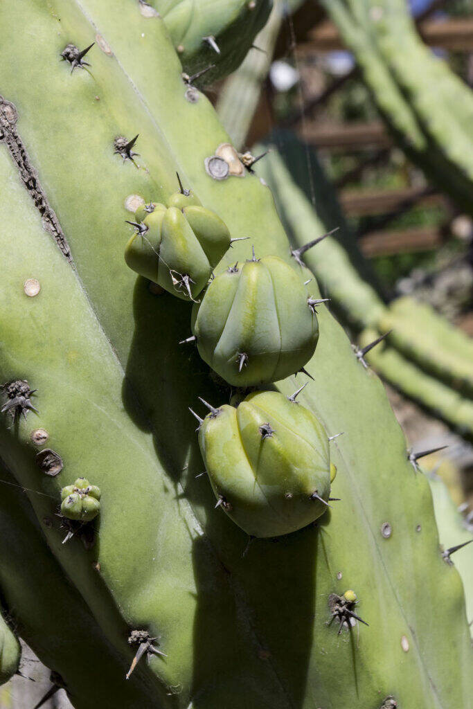 Giardino Esotico Pallanca 2022