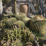 Giardino Esotico Pallanca 2022