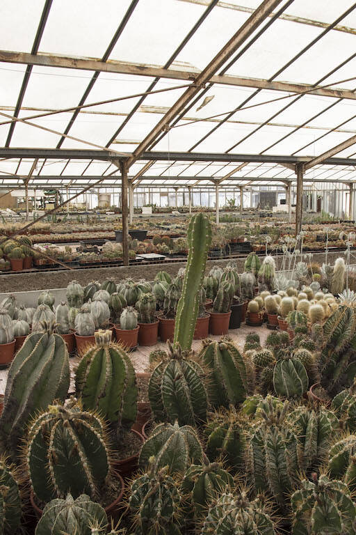 Vivaio Mario Del Panta