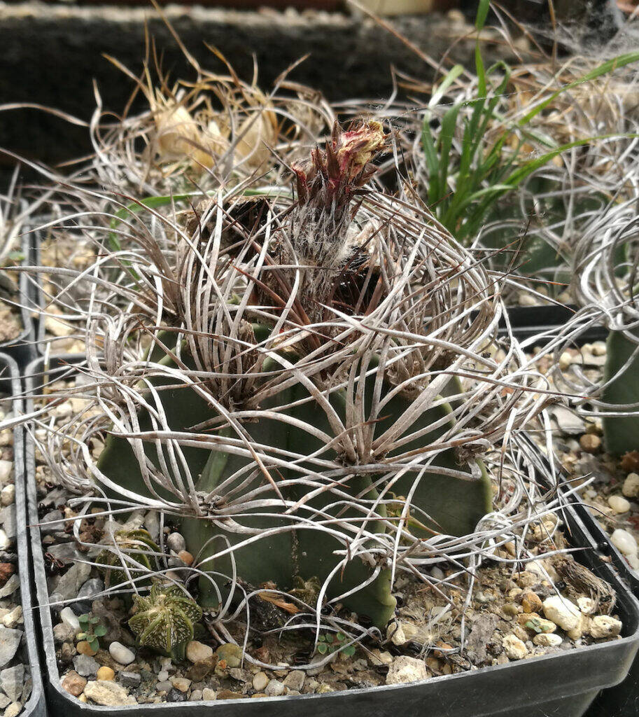 Astrophytum capricorne