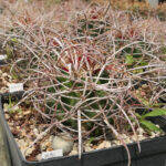 Ferocactus con Epithelantha