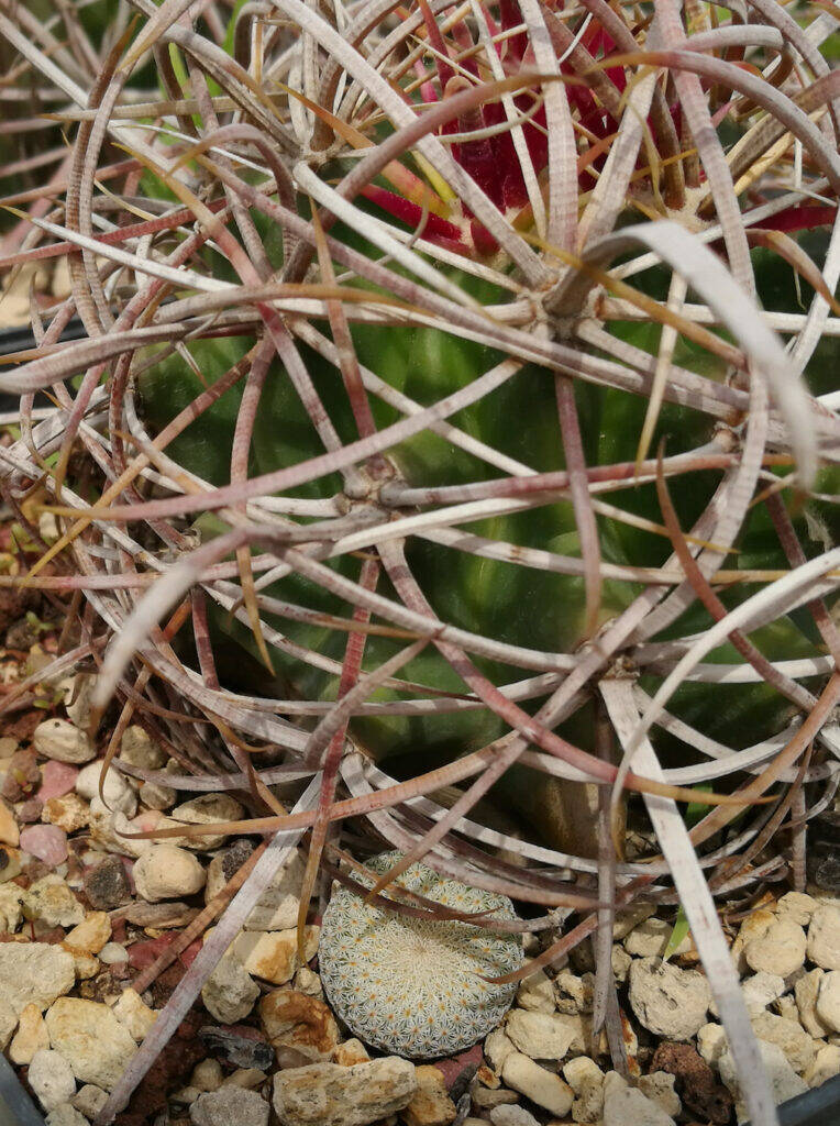 Ferocactus con Epithelantha