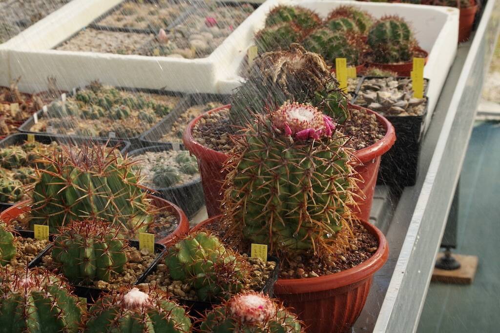 L’estate è al capolinea: fino a quando possiamo innaffiare i cactus e le piante succulente?