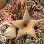 Stapelia gigantea