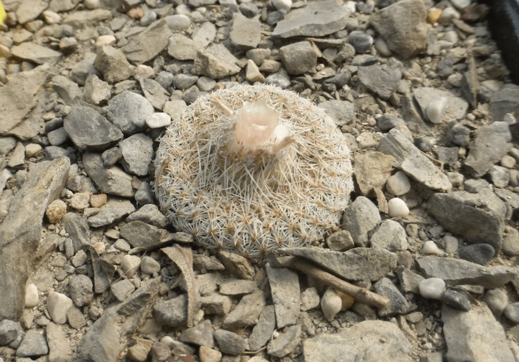 Epithelantha