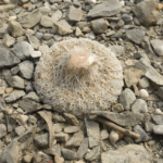 Epithelantha