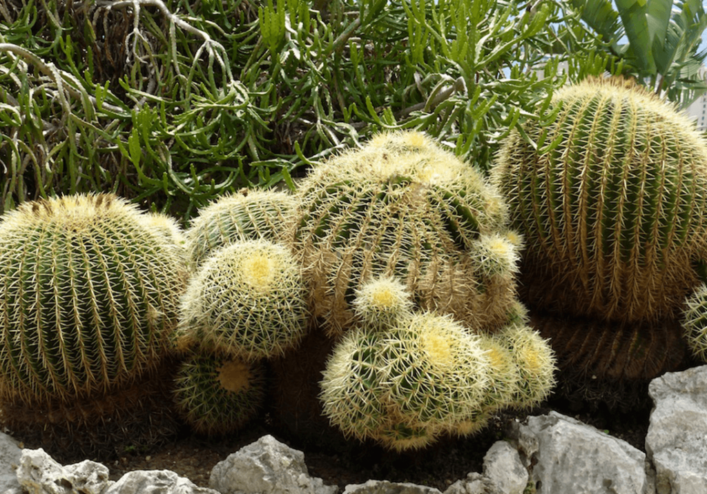 Echinocactus