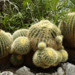 Echinocactus