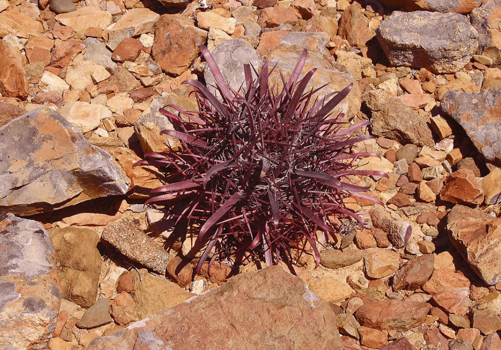 Ferocactus