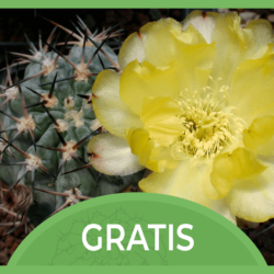 Acanthocalycium Gratis