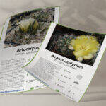 Mockups Design schede cactus