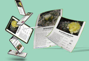 Mockups Design schede cactus