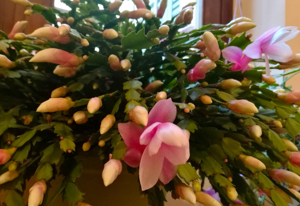 Schlumbergera, un trionfo di fiori a ridosso del Natale: cure e consigli di coltivazione
