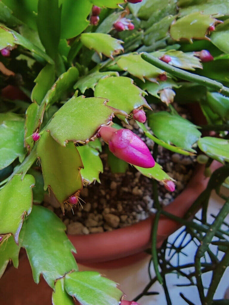 Schlumbergera