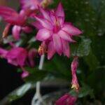 Schlumbergera