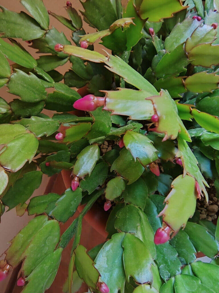 Schlumbergera