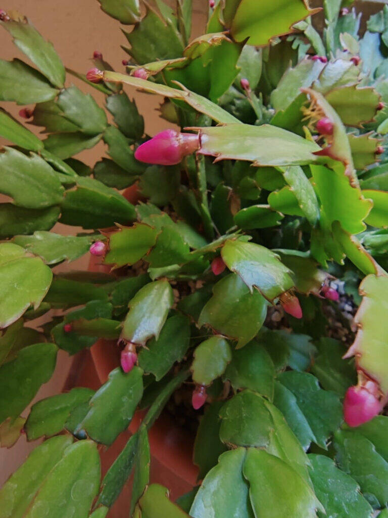 Schlumbergera