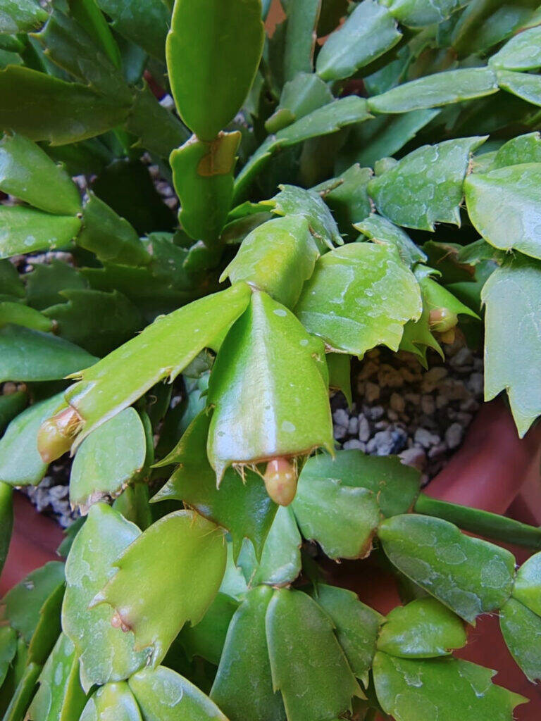 Schlumbergera