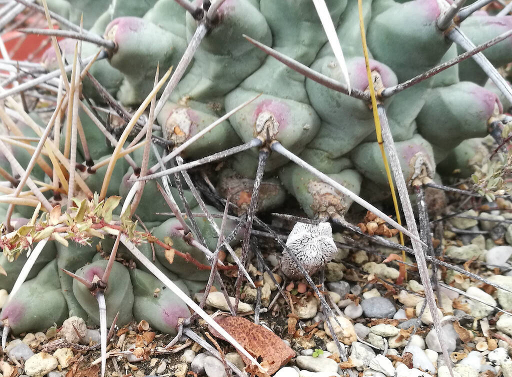 Strange combinations of Nature: how did an onzuka end up in the pot of an old Thelocactus?