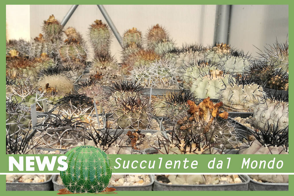 Copiapoa varie Atacama