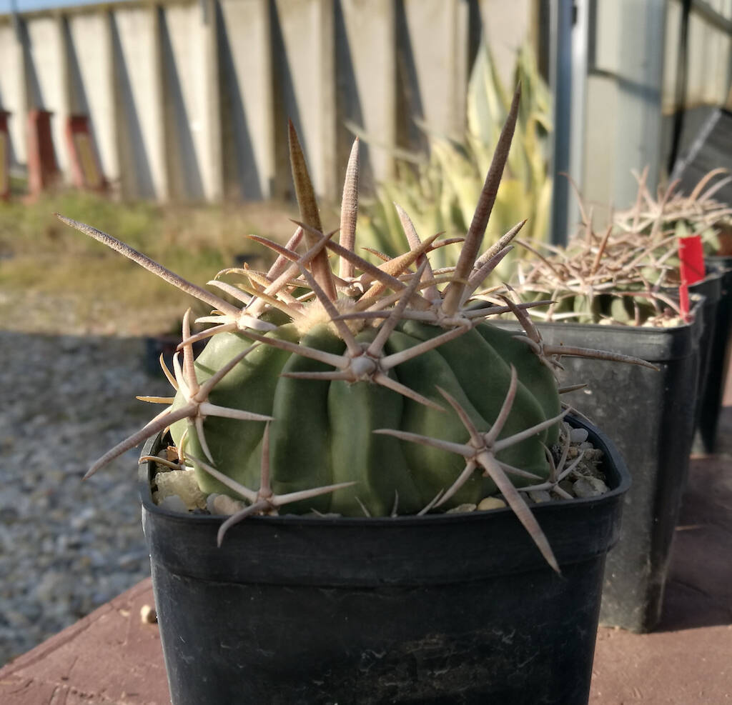 Echinocactus texensis con gesso