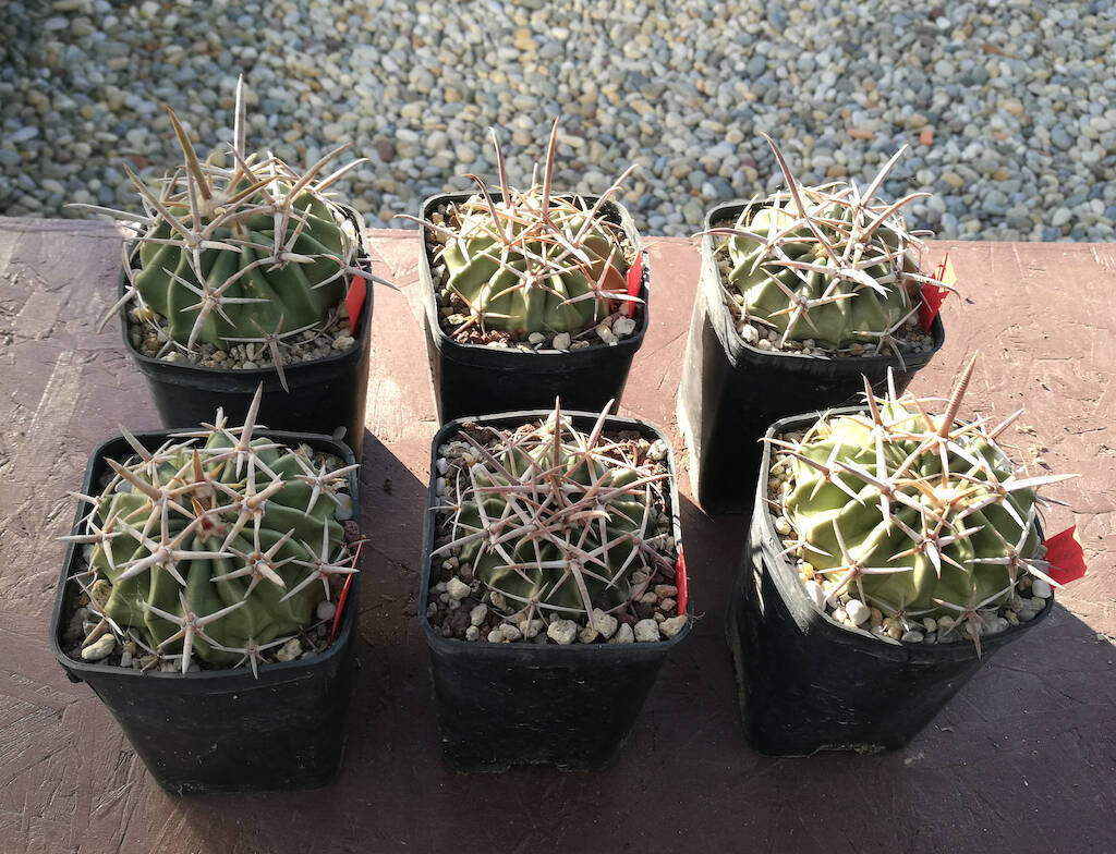 Identical cacti in different substrates: extraordinary results of my test and the surprise of natural gypsum