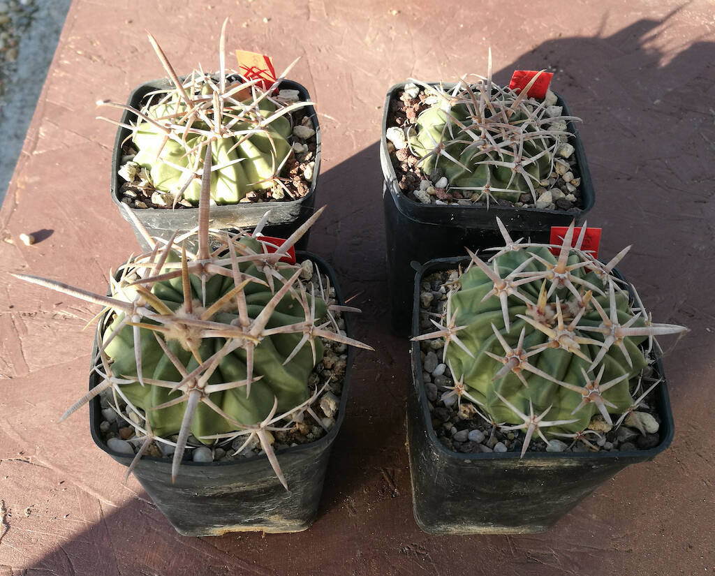 Echinocactus texensis in basso a sinistra con gesso, a destra in terra di campo, in alto in mix tradizionale
