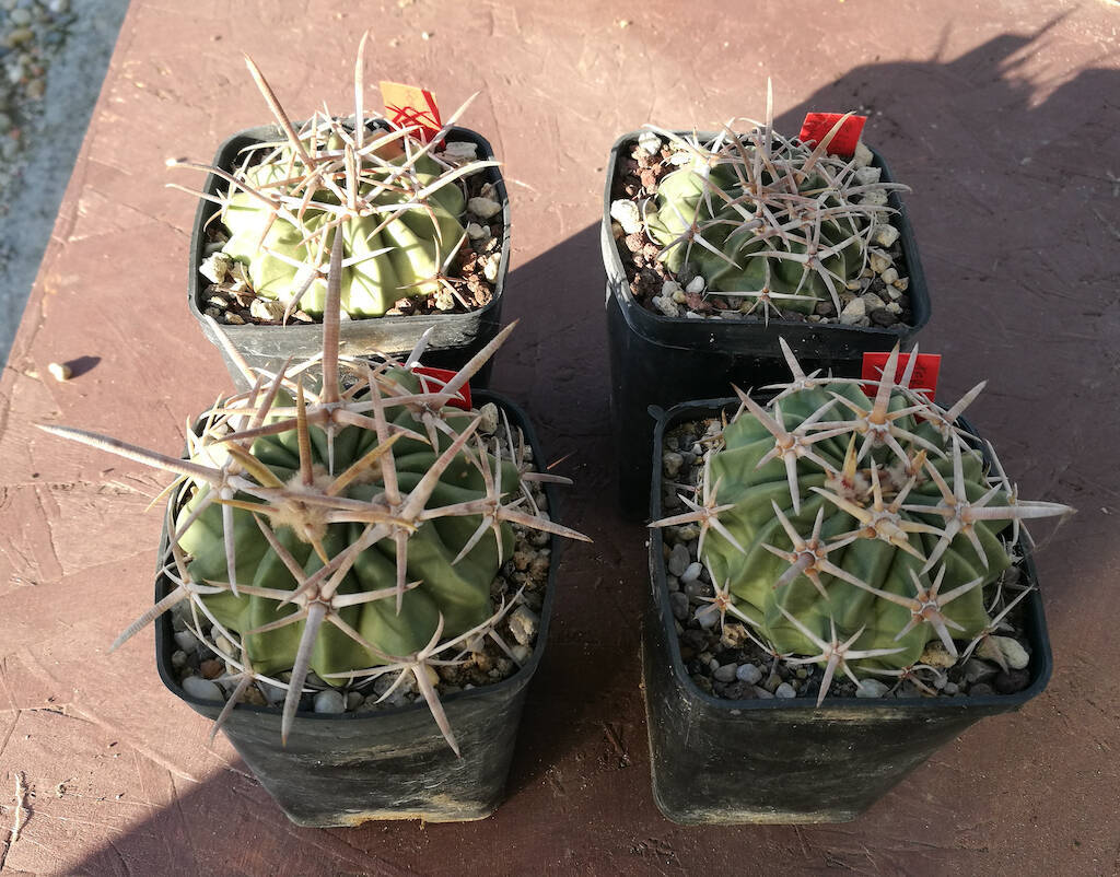 Echinocactus texensis in vari terricci