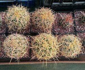 Ferocactus johnstonianus