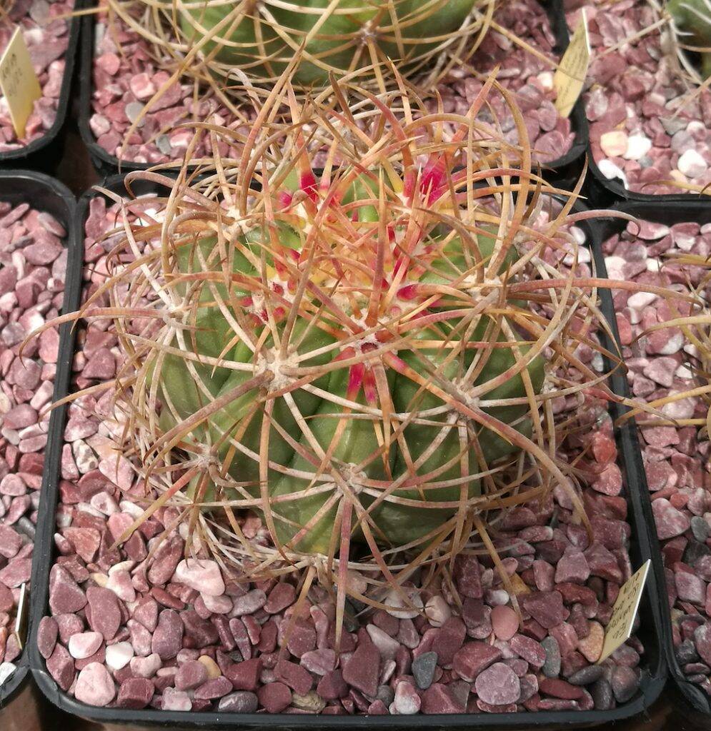 Ferocactus johnstonianus