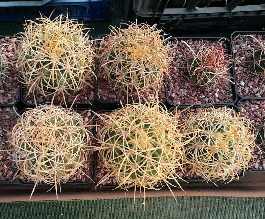 Johnstonianus, the most beautiful and sought after species of the entire Ferocactus genus